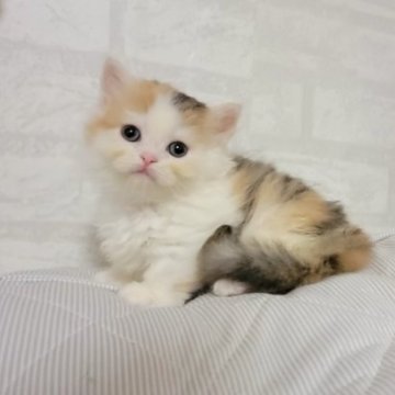 ミヌエット(短足)【長野県・女の子・2023年7月20日・キャリコ（セミロング）】の写真「♥綺麗なキャリコのミヌエットちゃん♥」