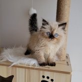 ヒマラヤン