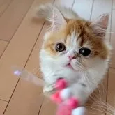 ミヌエット(短足)【長野県・男の子・2023年7月20日・レッド&ホワイト】の写真1「可愛い🥰2023-11-29」