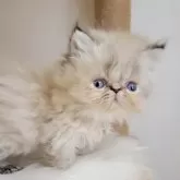 エキゾチックショートヘア【長野県・女の子・2024年7月16日・ブルートーティポイントもしくはトーティポイント】の写真1「こんにちは」