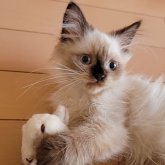 ヒマラヤン