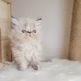 エキゾチックショートヘア【長野県・女の子・2024年7月16日・ブルートーティポイントもしくはトーティポイント】の写真2「可愛いおまんじゅうフェイス」