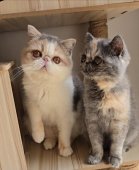 エキゾチックショートヘア【・女の子・2024年5月23日・ダイリュートキャリコ】