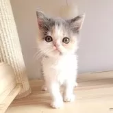 エキゾチックショートヘア【長野県・女の子・2024年9月19日・ダイリュートキャリコ】の写真2「髪型がステキ」