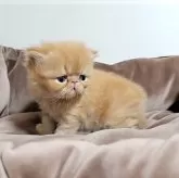 エキゾチックショートヘア【長野県・男の子・2024年3月8日・レッドタビー(レッドクラシックタビー)】の写真3「ぺったんこ」