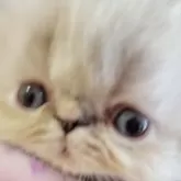 エキゾチックショートヘア【長野県・女の子・2024年7月16日・ブルートーティポイントもしくはトーティポイント】の写真3「ぺったんこ」