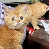 エキゾチックショートヘア【長野県・男の子・2023年6月12日・レッドタビー】の写真3「2023-08-19」