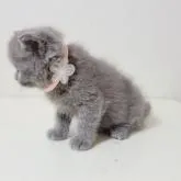 エキゾチックショートヘア【長野県・女の子・2022年7月7日・ブルー】の写真3