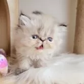 エキゾチックショートヘア【長野県・女の子・2024年7月16日・ブルートーティポイントもしくはトーティポイント】の写真4「にゃー」