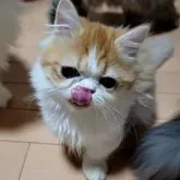 ミヌエット(短足)【長野県・男の子・2023年7月20日・レッド&ホワイト】の写真4「ぺろ2023-11-29」