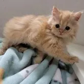 エキゾチックショートヘア【長野県・男の子・2023年4月1日・レッドタビー】の写真4「2023-06-15」