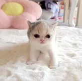 エキゾチックショートヘア【長野県・女の子・2024年5月4日・ダイリュートキャリコ】の写真5「にゃー」