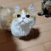 ミヌエット(短足)【長野県・男の子・2023年7月20日・レッド&ホワイト】の写真5「2023-11-29」