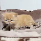 エキゾチックショートヘア【長野県・男の子・2024年3月8日・レッドタビー(レッドクラシックタビー)】の写真5