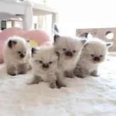 ヒマラヤン【長野県・男の子・2024年5月11日・シールポイント】の写真5「四兄妹」