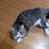 エキゾチックショートヘア【長野県・男の子・2025年1月13日・ブラウンタビー&ホワイト】の写真13