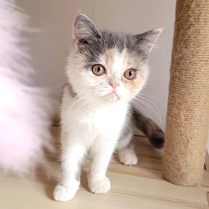 エキゾチックショートヘア【長野県・女の子・2024年9月19日・ダイリュートキャリコ】の写真1「こんにちは」