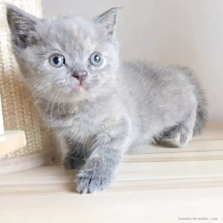 ID:2505-00908の子猫