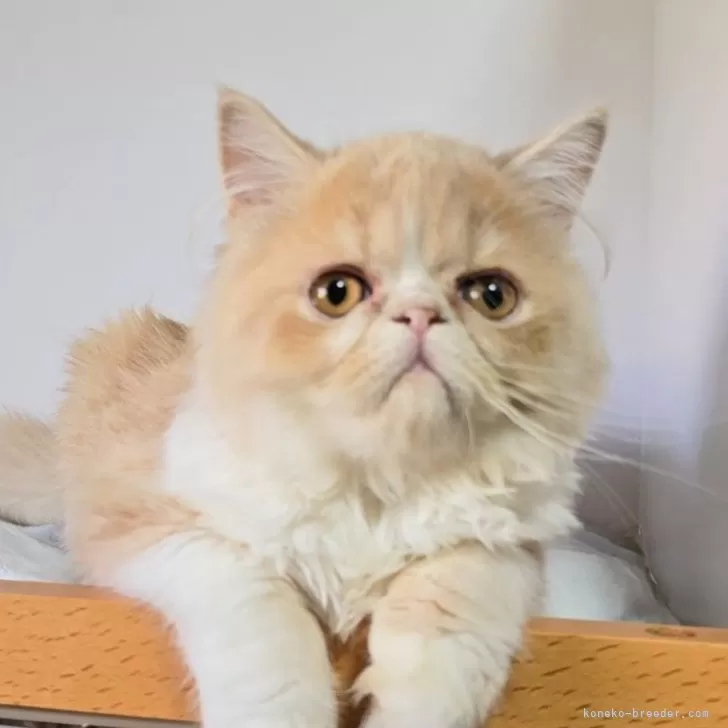 エキゾチックショートヘア【長野県・男の子・2025年5月23日・クリーム&amp;ホワイト】の写真1「こんにちは」