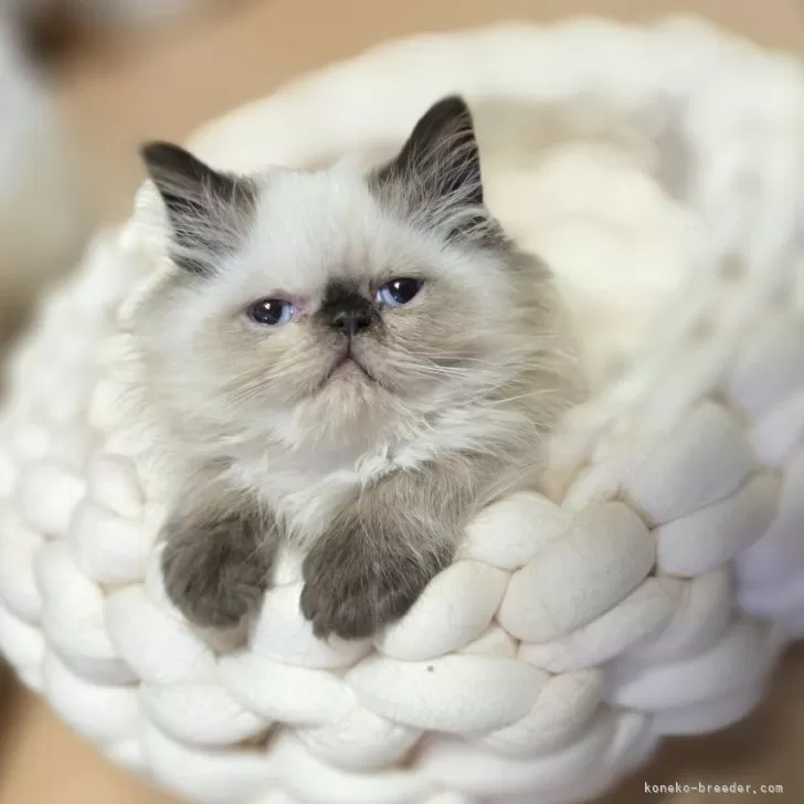 ヒマラヤン【長野県・男の子・2025年7月6日・シールポイント】の写真1「こんにちは」