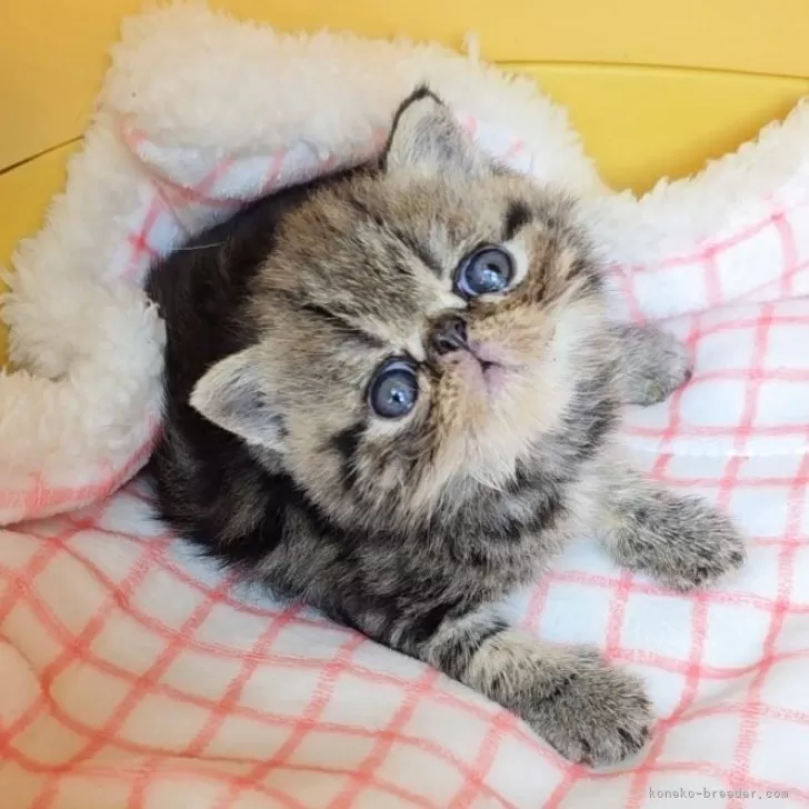 ID：2508-01916の子猫