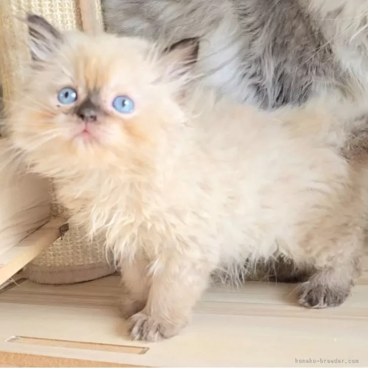 ID:2508-01406の子猫