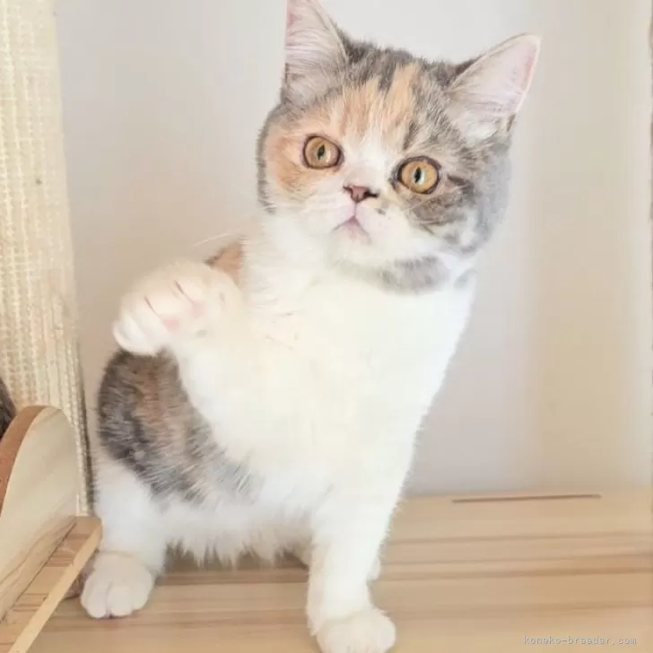 ID:2412-01260の子猫