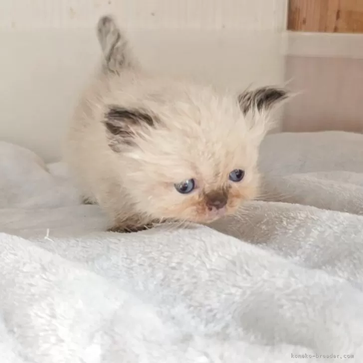 ヒマラヤン【長野県・男の子・2025年10月29日・シールポイント】の写真1「こんにちは」