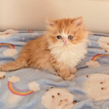 エキゾチックショートヘア【長野県・女の子・2025年10月26日・レッドタビー&ホワイト（ロング）】の写真「🩷モコモコもっちもちの男の子🩷」