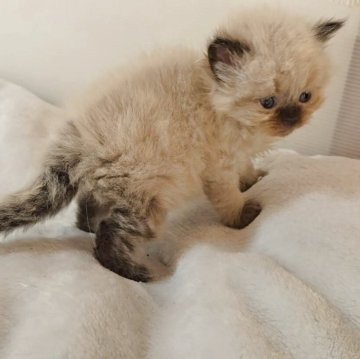 ヒマラヤン【長野県・男の子・2025年10月29日・シールポイント（ふわふわロング）】の写真「🌿‬かわいくなります🌿」