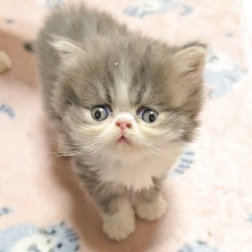 エキゾチックショートヘア【長野県・男の子・2025年9月27日・ブルー&ホワイト(ロング)】の写真「️🩷モコモコな男の子🩷」