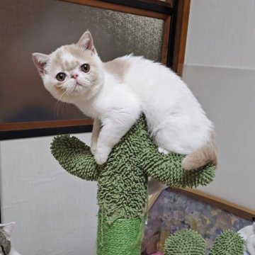 エキゾチックショートヘア【長野県・女の子・2025年8月25日・クリーム&ホワイト（ショート）】の写真「🩷懐っこい激かわ🩷オータムフェア中」