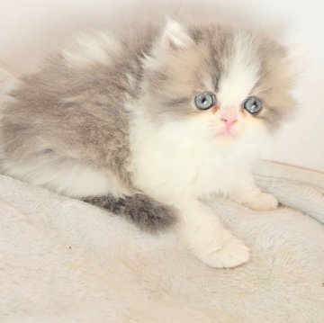 ペルシャ【長野県・男の子・2025年10月3日・ブルー&ホワイト（ロング）】の写真「🩷可愛くなります🩷」