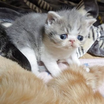 エキゾチックショートヘア【長野県・男の子・2025年9月27日・ブルー&ホワイト（ショート）】の写真「️🩷上品な王子様🩷」