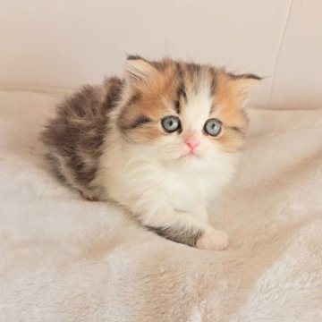 ペルシャ【長野県・男の子・2025年10月3日・ブラウンタビー&ホワイト（ロング）】の写真「🩷女の子みたいな可愛らしい男の子🩷」