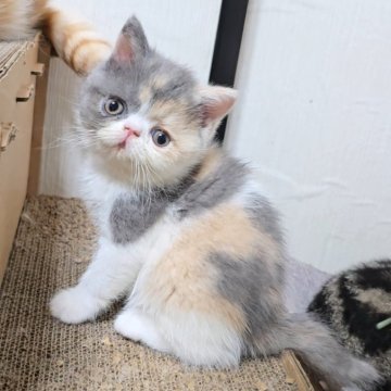 エキゾチックショートヘア【長野県・女の子・2025年9月27日・ダイリュートキャリコ（ショート）】の写真「️🩷上品なお嬢様🩷」