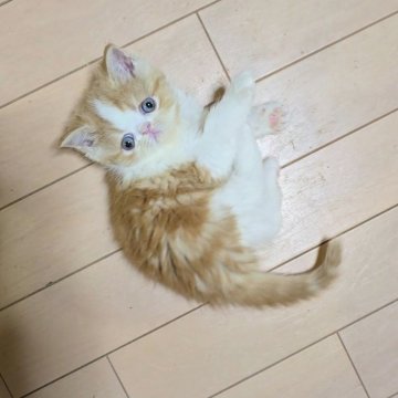 エキゾチックショートヘア【長野県・男の子・2025年10月26日・レッドタビー&ホワイト（ショート）】の写真「🩷モコモコもっちもちの男の子🩷」