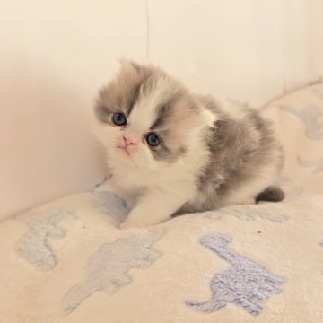 ペルシャ【長野県・男の子・2025年10月3日・ブルー&ホワイト（ロング）】の写真「🩷可愛くなります🩷」