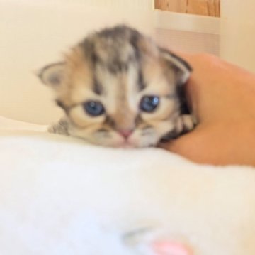 ペルシャ(チンチラ)【長野県・男の子・2025年4月20日・チンチラゴールデン（ロング）】の写真「🩷かわいい男の子🩷」