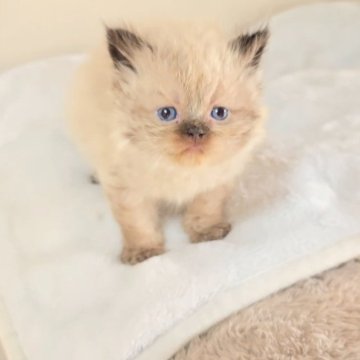 ヒマラヤン【長野県・男の子・2025年10月29日・シールポイント（ふわふわロング）】の写真「🌿‬かわいくなります🌿」
