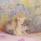 エキゾチックショートヘア