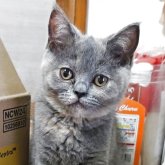 ブリティッシュショートヘア