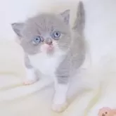 エキゾチックショートヘア