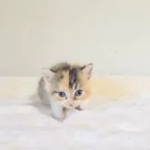 ミヌエット(長足)