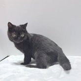 エキゾチックショートヘア