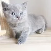 ブリティッシュショートヘア