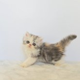 エキゾチックショートヘア