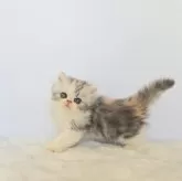 エキゾチックショートヘア