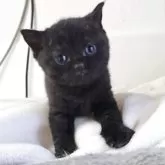 ブリティッシュショートヘア