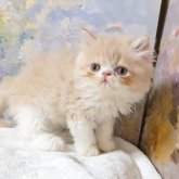 エキゾチックショートヘア